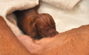 Vizsla puppy--just minutes old!