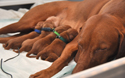 The Best Vizsla Mama---resting