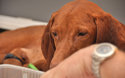 Watchful Vizsla Mama Suede