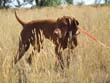 18 month old Vizsla Amante on point
