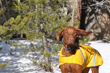 Amante's ears take flight!