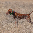 Vizsla Amante on point -- training