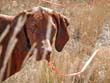 17 month old Vizsla Amante on point - Colorado