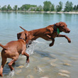 Vizsla Amante pouncing