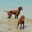 Vizslas Amante and Trip - standoff
