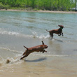 Vizslas playing in water - Amante teasing Trip