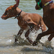 Vizslas Amante and Trip - Splish Splash!