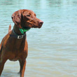 Vizsla Amante is AMPED UP!