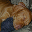 Remus the Vizsla as a baby