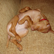 Puppy Vizsla Kosmo