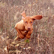 Vizsla puppy Lola flying through cover