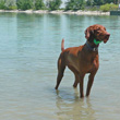 Gorgeous and intense Vizsla Amante