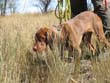 6 month old Vizsla pup Guinness on point