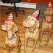 Vizslas Remus and Kosmo celebrating little sister Lola's birthday
