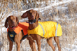 Vizsla models Kosmo and Amante