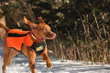 Vizsla Kosmo runing hard