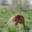 Vizsla Kosmo hits a "wrap around" point