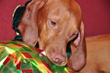 Kosmo opens his xmas gift