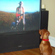 Vizsla Kosmo watching his favorite hunting show