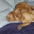 Vizsla puppy Kosmo cuddling with big bro Remus