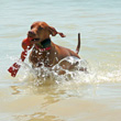 Vizsla Kosmo doing a "water retrieve"