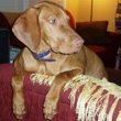 Vizsla puppy Lola 5 months old
