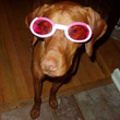 Vizsla Lola modeling her Doggles