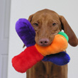 Vizsla Lola enjoying squeaky toy