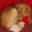 Vizsla puppy Lola -- little monkeyball