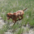 Monty in motion