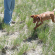 Monty in pursuit