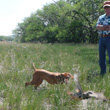 Monty in pursuit