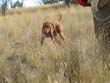 Vizsla pup Monty on point - 6 months