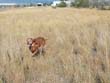 12 year old Mosey hunting hard