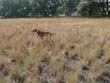 12 year old Mosey still hunting hard