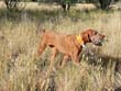 12 year old Vizsla Mosey still single tracks