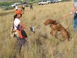 Vizsla pup Monty really wants his bird