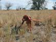 6 month old Vizsla pup Peak on point