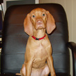 Puppy Vizsla Kosmo sits patiently