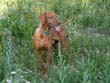 The handsome Vizsla Remus hanging at the campsite - Steamboat Springs, Colorado