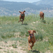 Vizslas Remus, Amante, and Trip running hard
