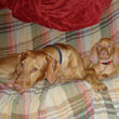Vizslas Remus and Kosmo - cuddling with big bro