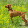 Vizsla Remus strikes a handsome pose at Cherry Creek State Park in Colorado