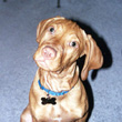 Curious Vizsla Puppy Remus