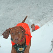 Vizslas Kosmo and Remus hiking Dowdy Draw trail in Colorado