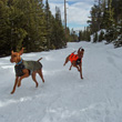 Vizslas Remus and Kosmo snoshoeing on Colorado