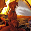 Vizslas Remus and Kosmo camping -- Rabbit Ears Pass, Colorado