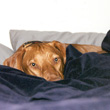 Remus the Vizsla hangs out in bed