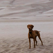 Vizsla Remus hiking in the Sand Dunes--Alamosa, Colorado