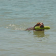 Vizsla Remus "water retrieve"